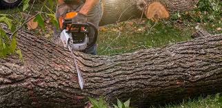 How Our Tree Care Process Works  in  Capitola, CA