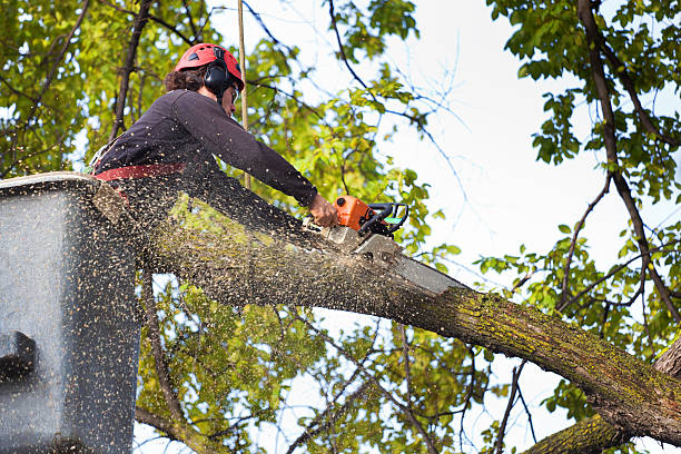 Trusted Capitola, CA Tree Removal Services Experts