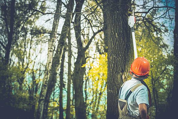 Best Storm Damage Tree Cleanup  in Pitola, CA